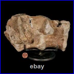 9.2 Maiasaura Hadrosaur Dinosaur Sacrum Bone Fossil Two Medicine FM MT COA