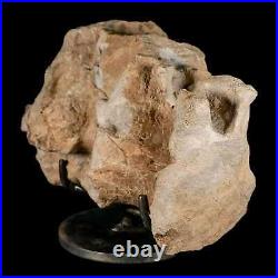 9.2 Maiasaura Hadrosaur Dinosaur Sacrum Bone Fossil Two Medicine FM MT COA