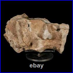 9.2 Maiasaura Hadrosaur Dinosaur Sacrum Bone Fossil Two Medicine FM MT COA