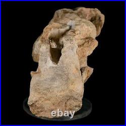 9.2 Maiasaura Hadrosaur Dinosaur Sacrum Bone Fossil Two Medicine FM MT COA