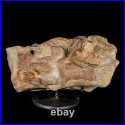 9.2 Maiasaura Hadrosaur Dinosaur Sacrum Bone Fossil Two Medicine FM MT COA