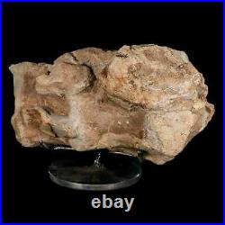 9.2 Maiasaura Hadrosaur Dinosaur Sacrum Bone Fossil Two Medicine FM MT COA