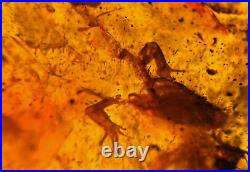 A101 BU1387 Rare Reptile withHead Legs & Intact Bones Burmese Amber Myanmar 99mya