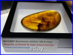 A101 BU1387 Rare Reptile withHead Legs & Intact Bones Burmese Amber Myanmar 99mya