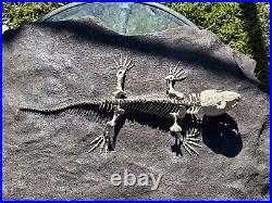 AWESOME Labidosaurus Skeleton Fossil Permian Oklahoma Reptile Dinosaur Bones