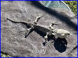 AWESOME Labidosaurus Skeleton Fossil Permian Oklahoma Reptile Dinosaur Bones