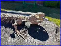 AWESOME Labidosaurus Skeleton Fossil Permian Oklahoma Reptile Dinosaur Bones