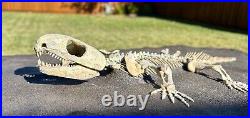 AWESOME Labidosaurus Skeleton Fossil Permian Oklahoma Reptile Dinosaur Bones