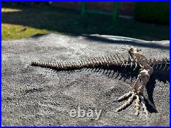 AWESOME Labidosaurus Skeleton Fossil Permian Oklahoma Reptile Dinosaur Bones