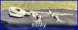 AWESOME Labidosaurus Skeleton Fossil Permian Oklahoma Reptile Dinosaur Bones