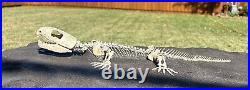 AWESOME Labidosaurus Skeleton Fossil Permian Oklahoma Reptile Dinosaur Bones