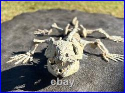 AWESOME Labidosaurus Skeleton Fossil Permian Oklahoma Reptile Dinosaur Bones