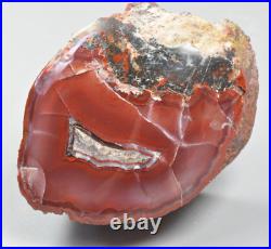 Agatized Dinosaur Bone Core, Utah, Polished, Red Agate Fort 54x40x28mm