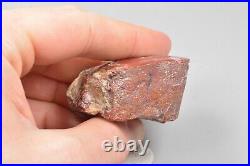 Agatized Dinosaur Bone Core, Utah, Polished, Red Agate Fort 54x40x28mm