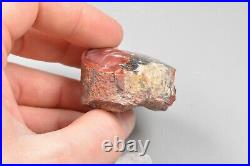 Agatized Dinosaur Bone Core, Utah, Polished, Red Agate Fort 54x40x28mm