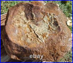 Agatized Dinosaur Bone Fossil Gem Rough 8 lb. Jurassic, Utah Specimen/Lapidary