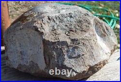 Agatized Dinosaur Bone Fossil Gem Rough 8 lb. Jurassic, Utah Specimen/Lapidary