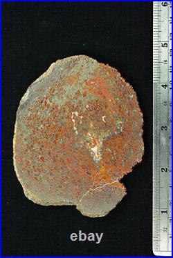 Agatized Dinosaur Bone Slab Utah 104 grams Polished