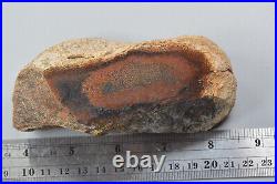 Agatized Dinosaur Bone Utah Polished