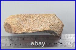 Agatized Dinosaur Bone Utah Polished