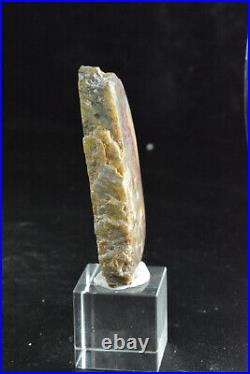 Agatized Dinosaur Bone, Utah, Polished, 53x41x9mm