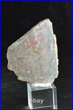 Agatized Dinosaur Bone, Utah, Polished, 53x41x9mm