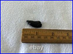 Allosaurus Dinosaur Tooth, Jurassic 145-155 MYO, Bone Cabin Quarry, WY