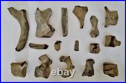 Ancient 5pc FOSSILIZED VERTEBRAE assorted BONES fossil old antique dinosaur