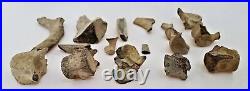 Ancient 5pc FOSSILIZED VERTEBRAE assorted BONES fossil old antique dinosaur