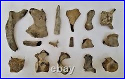 Ancient 5pc FOSSILIZED VERTEBRAE assorted BONES fossil old antique dinosaur