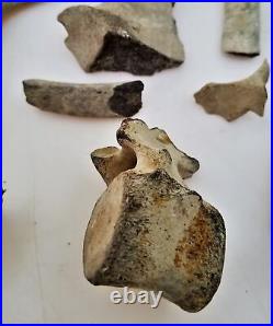 Ancient 5pc FOSSILIZED VERTEBRAE assorted BONES fossil old antique dinosaur