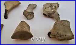 Ancient 5pc FOSSILIZED VERTEBRAE assorted BONES fossil old antique dinosaur