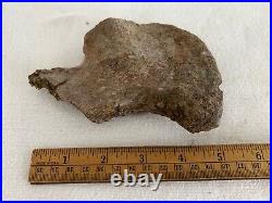 Ankylosaurus Coracoid Sect Dino Bone Hell Creek Form, MT, Cretaceous 68 MYO