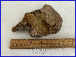 Ankylosaurus Coracoid Sect Dino Bone Hell Creek Form, MT, Cretaceous 68 MYO