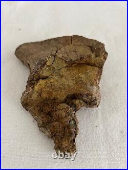 Ankylosaurus Coracoid Sect Dino Bone Hell Creek Form, MT, Cretaceous 68 MYO