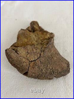 Ankylosaurus Coracoid Sect Dino Bone Hell Creek Form, MT, Cretaceous 68 MYO