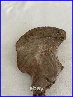 Ankylosaurus Coracoid Sect Dino Bone Hell Creek Form, MT, Cretaceous 68 MYO