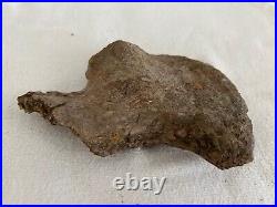 Ankylosaurus Coracoid Sect Dino Bone Hell Creek Form, MT, Cretaceous 68 MYO