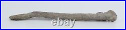 Apatosaurus Sauropod Gastralia Fossil Bone 10+ Morrison Fm Colorado CO COA 6588