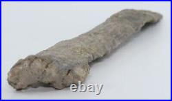 Apatosaurus Sauropod Gastralia Fossil Bone 10+ Morrison Fm Colorado CO COA 6588