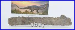 Apatosaurus Sauropod Gastralia Fossil Bone 10+ Morrison Fm Colorado CO COA 6588