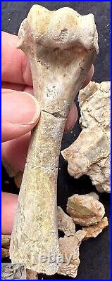 Associated Fossil Oreodont Bones, Verts, Legs, Merycoidodon, South Dakota, O1501