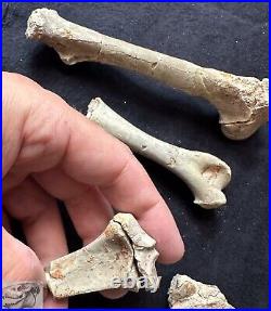 Associated Fossil Oreodont Bones, Verts, Legs, Merycoidodon, South Dakota, O1501