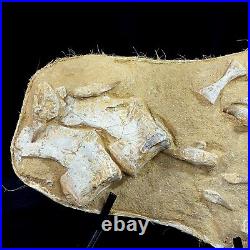 Associated Mosasaur Dinosaur Fossil group w Teeth vertebrae and paddle bones