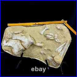 Associated Mosasaur Dinosaur Fossil group w Teeth vertebrae and paddle bones