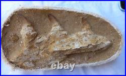 Authentic Mosasaur Jaw With three Teeth Fossil Teeth Jaw Bone Cretaceous