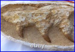 Authentic Mosasaur Jaw With three Teeth Fossil Teeth Jaw Bone Cretaceous