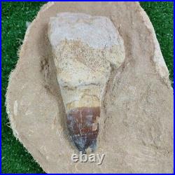 Authentic Mosasaur Tooth in Matrix Fossil 6.2 Dinosaur bones mosasaurus skull