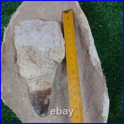 Authentic Mosasaur Tooth in Matrix Fossil 6.2 Dinosaur bones mosasaurus skull