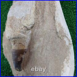 Authentic Mosasaur Tooth in Matrix Fossil 6.2 Dinosaur bones mosasaurus skull